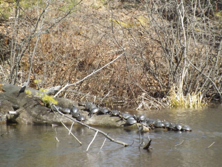 Time to watch the roads as ‘solar-powered’ turtles come out of hibernation 