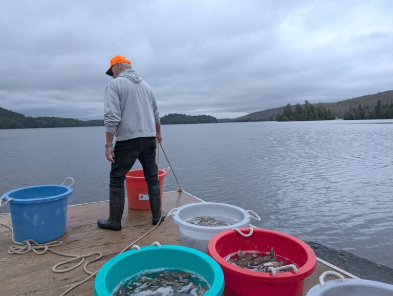Bigger fish and fewer hands at Paudash Lake annual fish release 