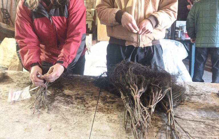 Environmental group works to rehabilitate shorelines in the region