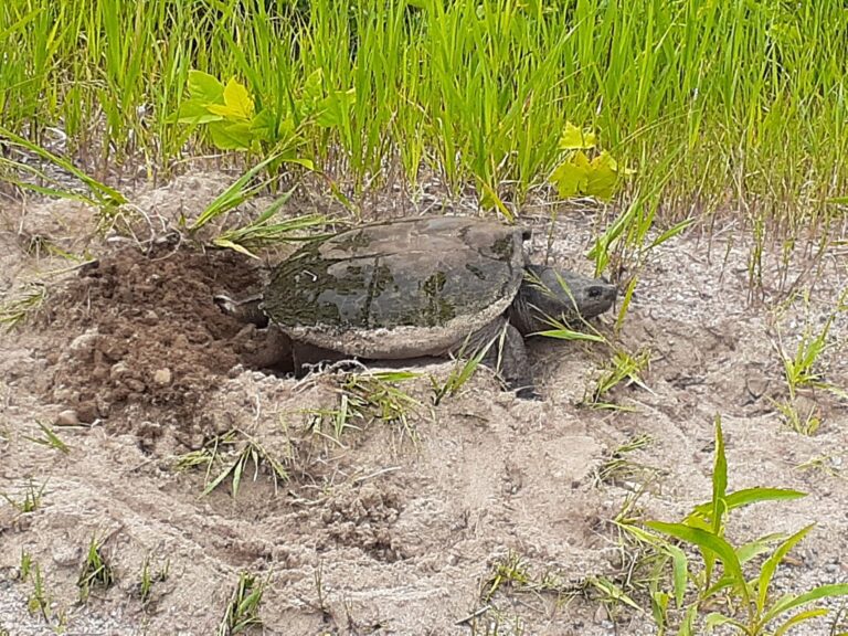 On the Road Again: Turtle nesting season has begun — here’s how to help